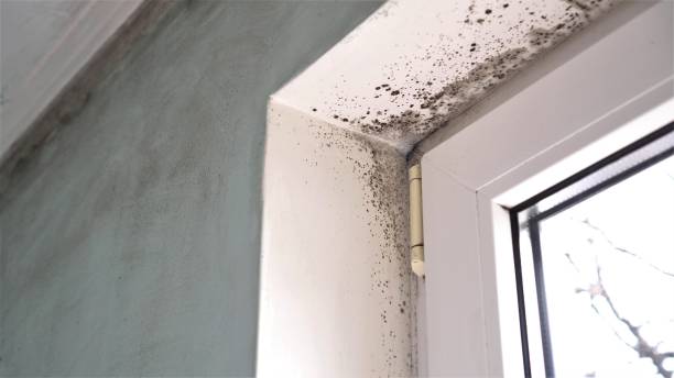 Best Mold Testing  in East Flat Rock, NC