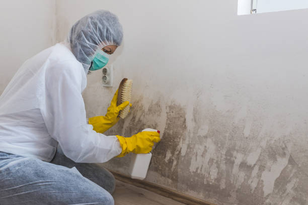 Attic Mold Removal in East Flat Rock, NC