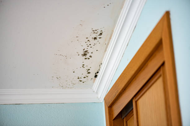 Office Mold Removal Services in East Flat Rock, NC