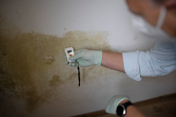 East Flat Rock, NC Mold Removal Company