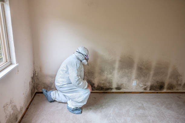 Best Mold Remediation  in East Flat Rock, NC